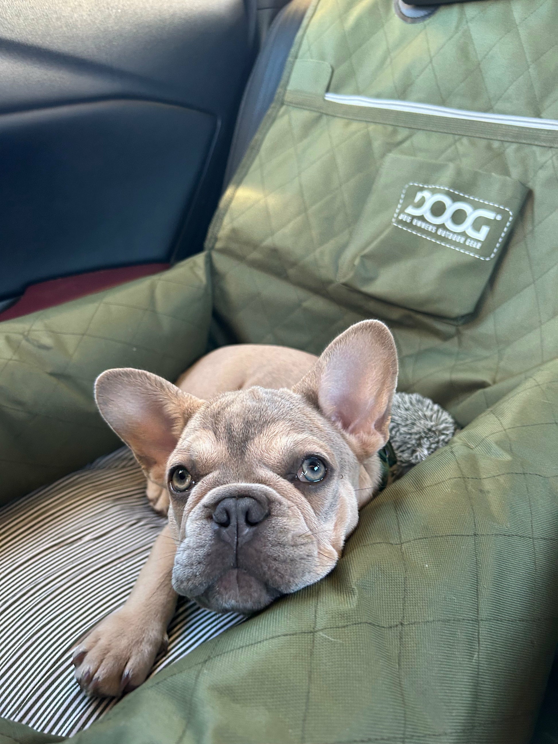 DOOG Dog Car Seat - Small to Medium
