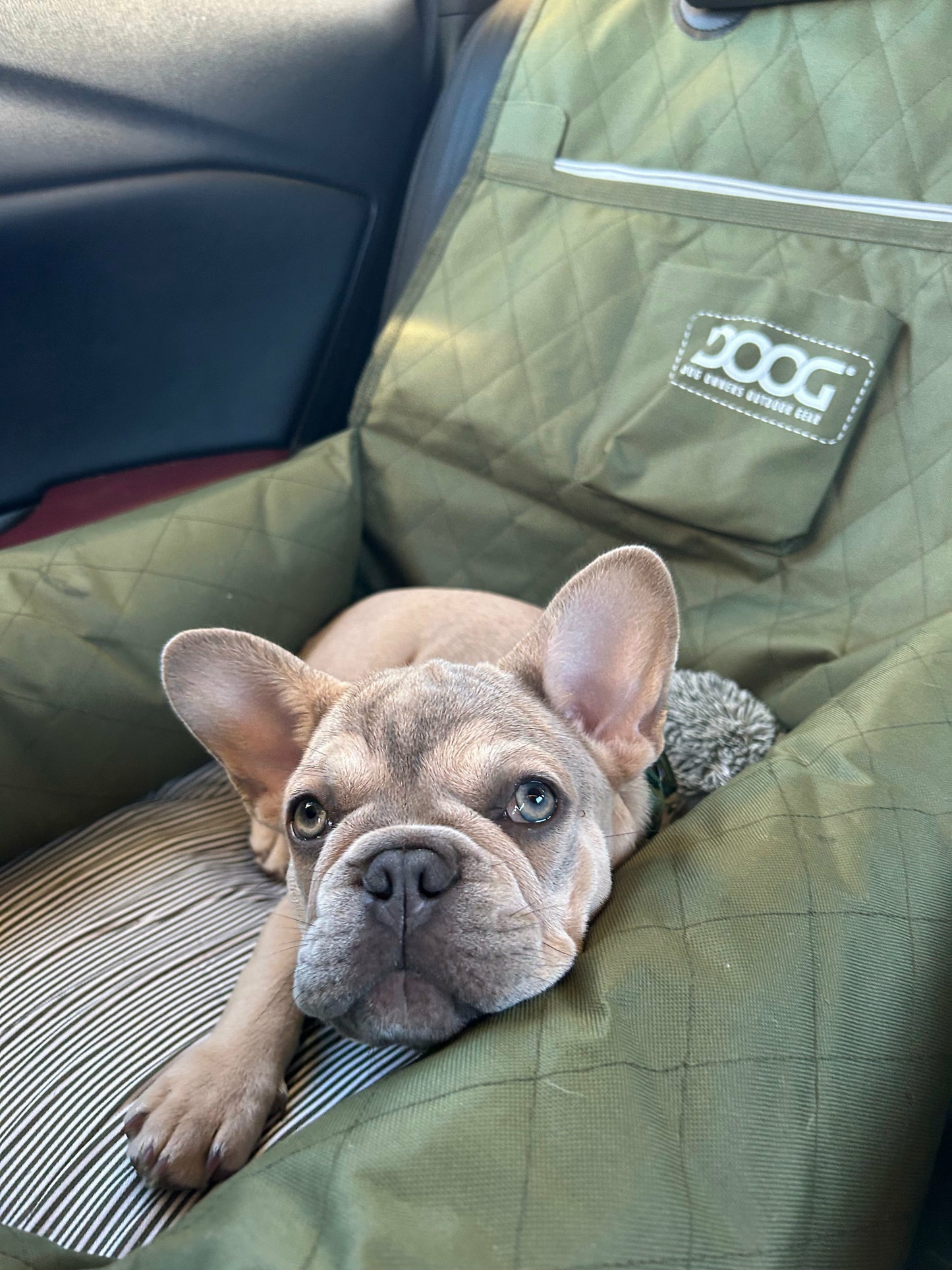 DOOG Dog Car Seat - Small to Medium