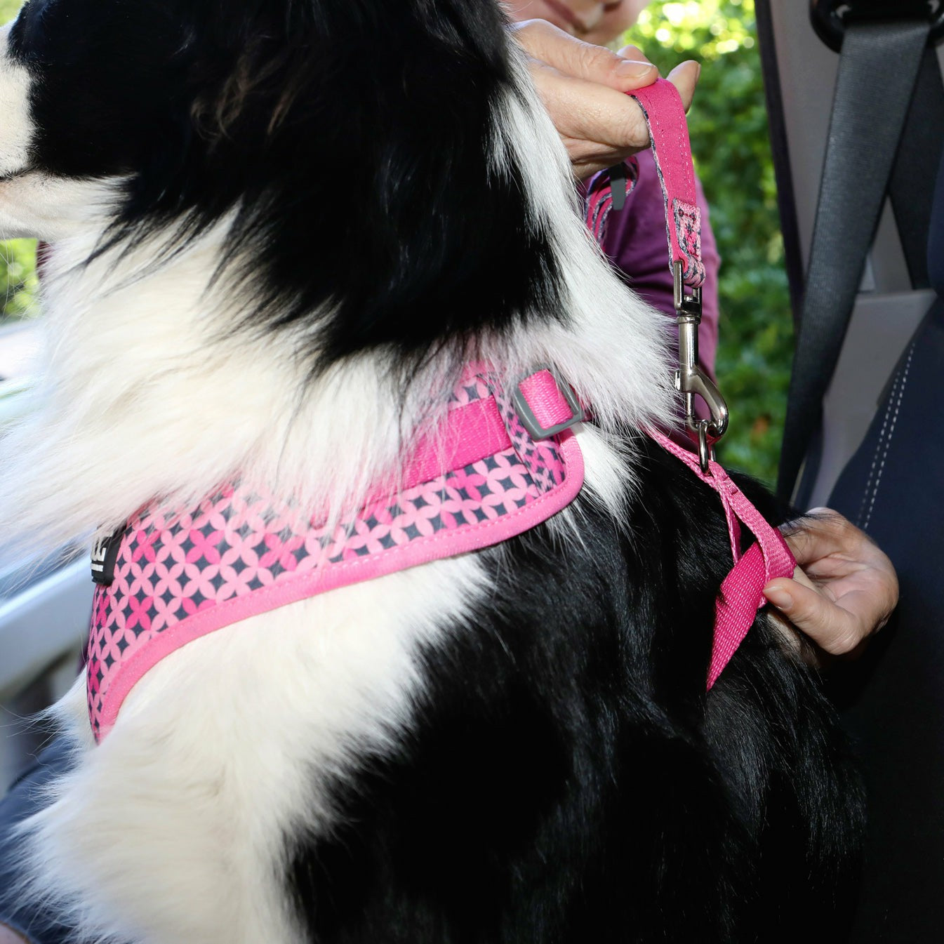 DOOG Car Restraint
