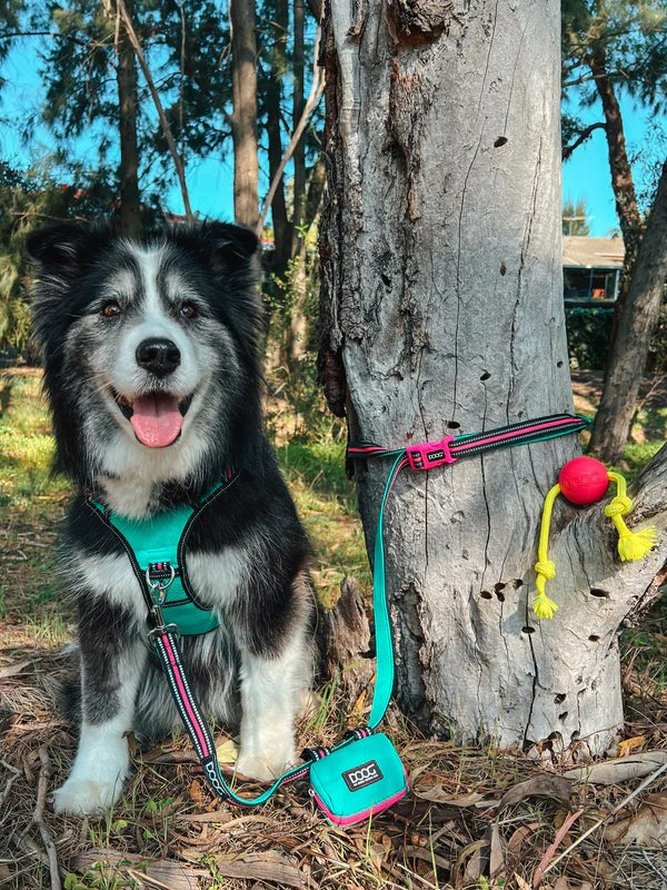 DOOG Walkie Pouch
