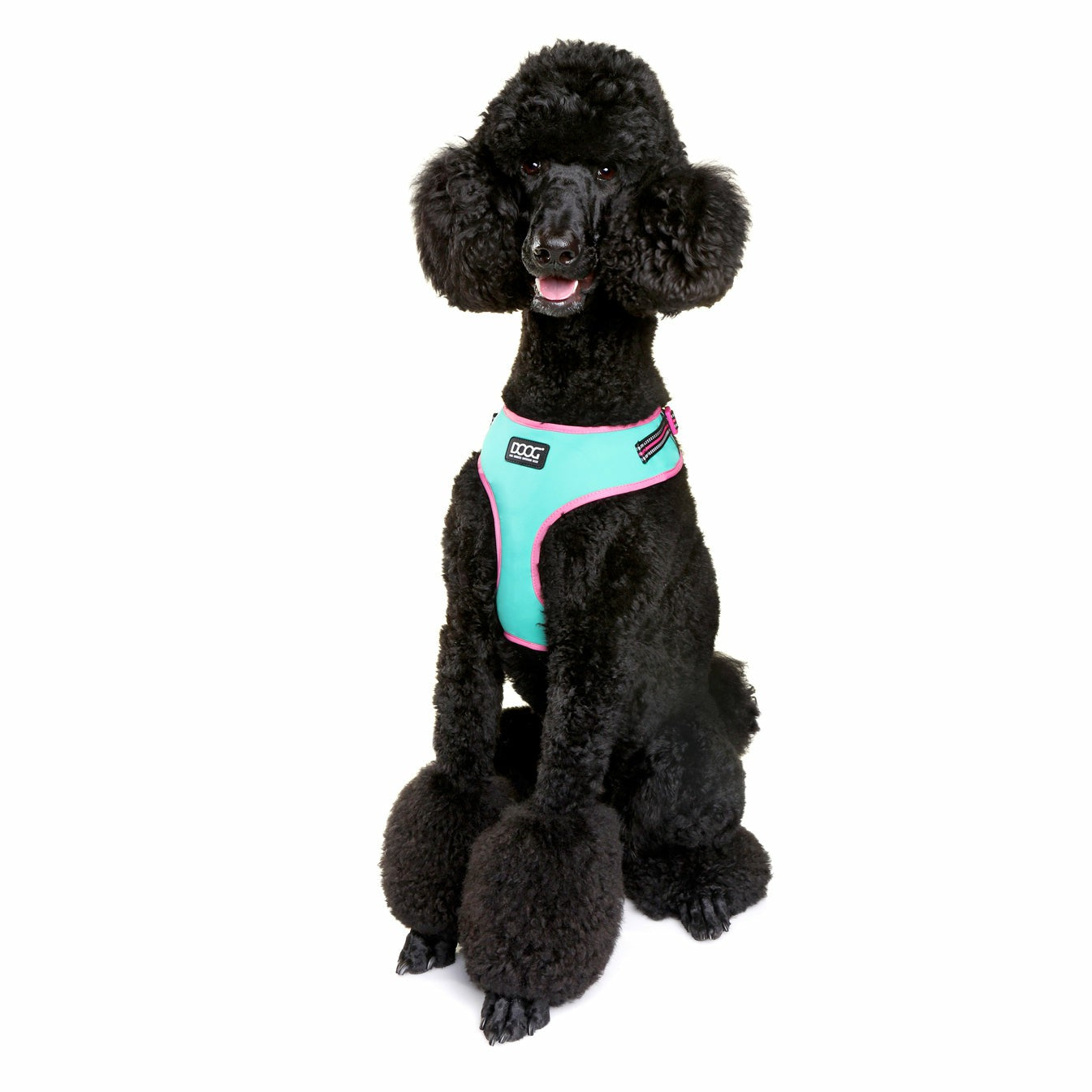 Rin Tin Tin