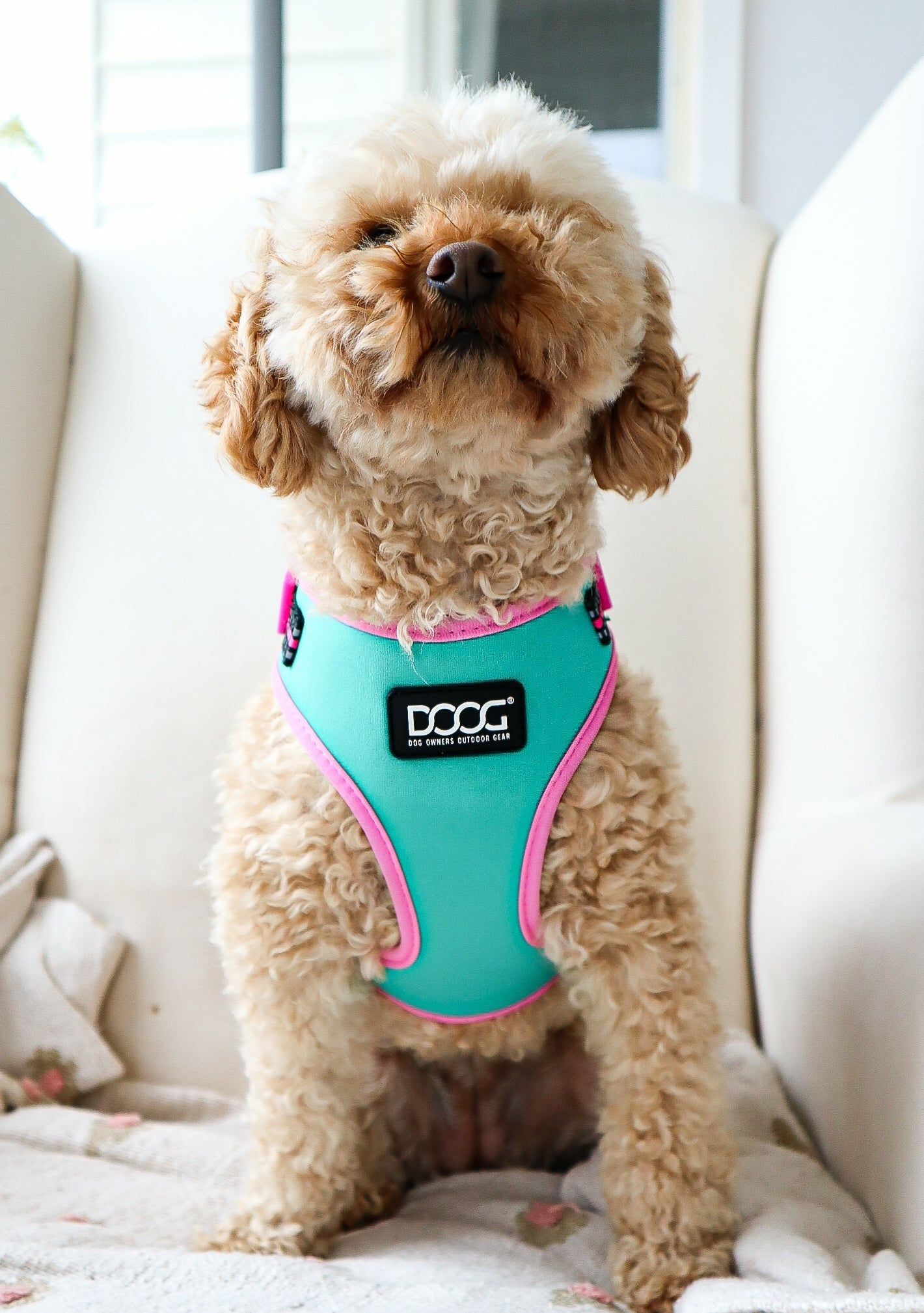 DOOG Neoflex Soft Harness