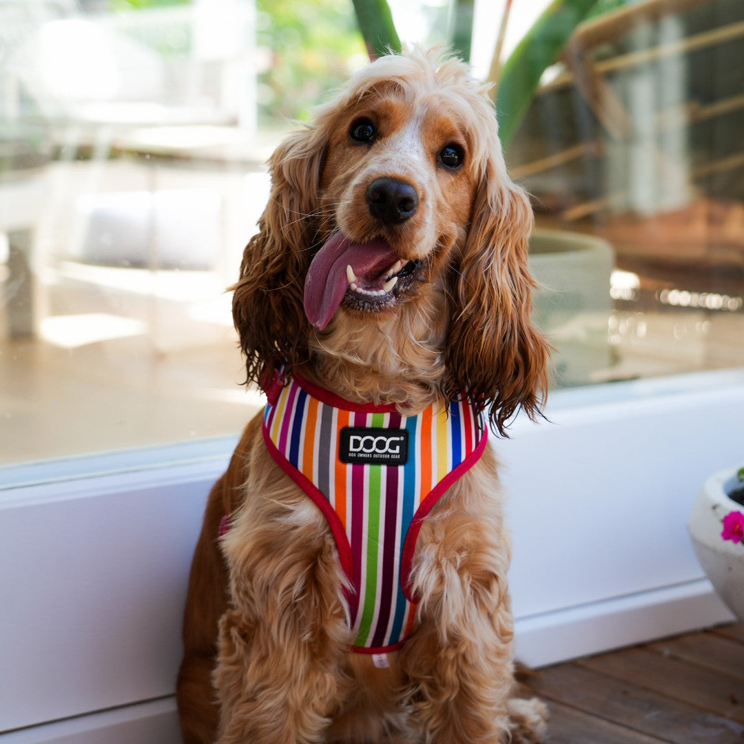 DOOG Neoflex Soft Harness