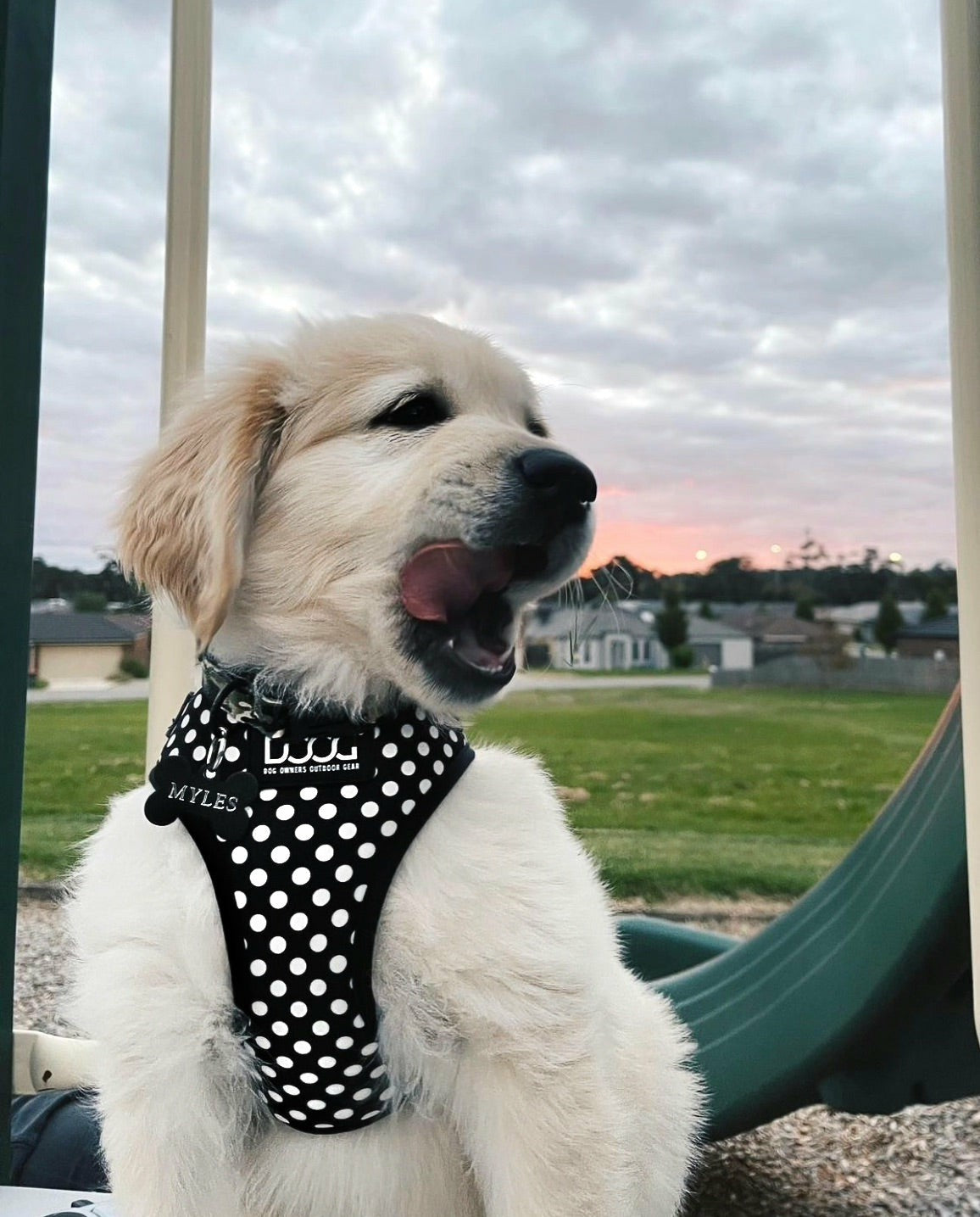 DOOG Neoflex Soft Harness