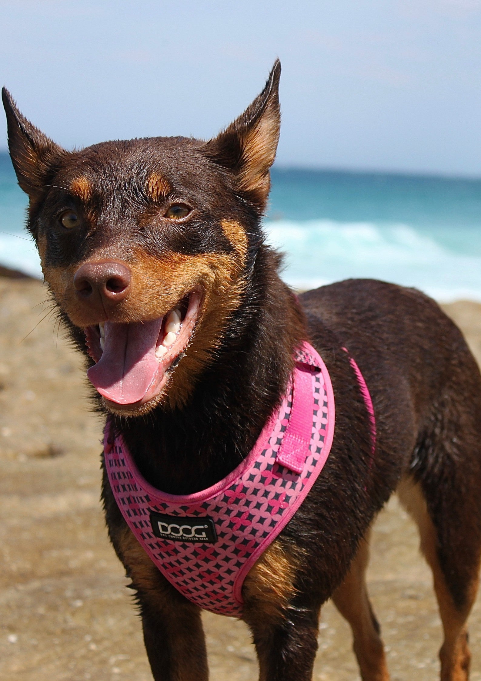 DOOG Neoflex Soft Harness