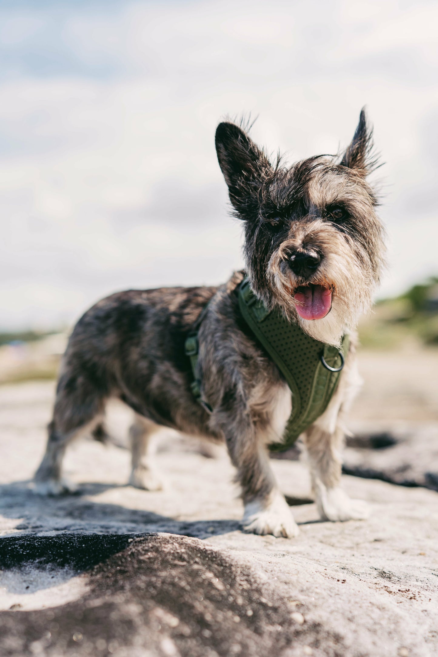 DOOG Neosport Harness