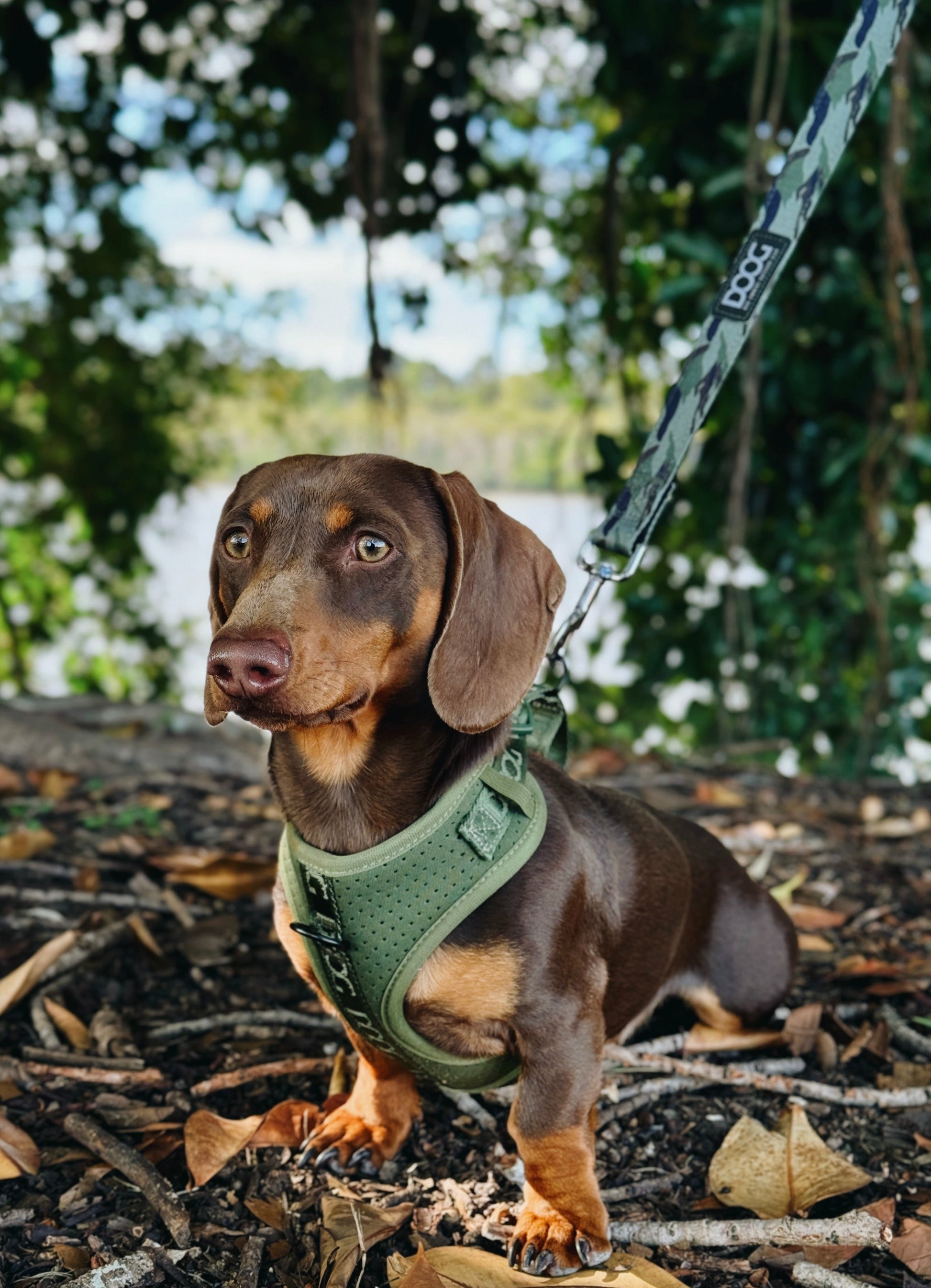 DOOG Neosport Harness