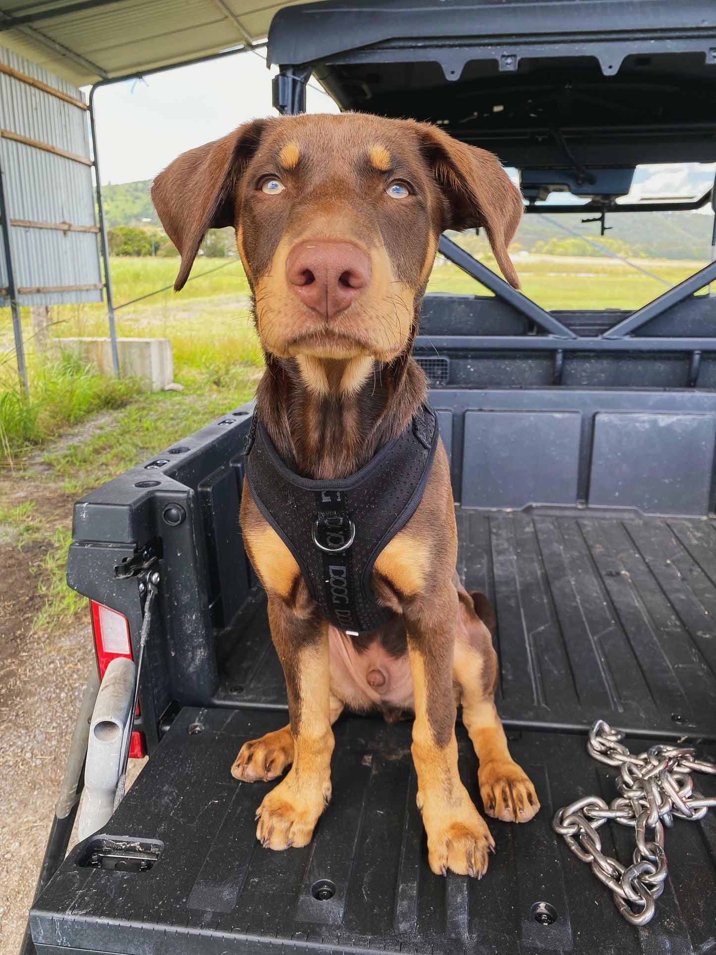 DOOG Neosport Harness