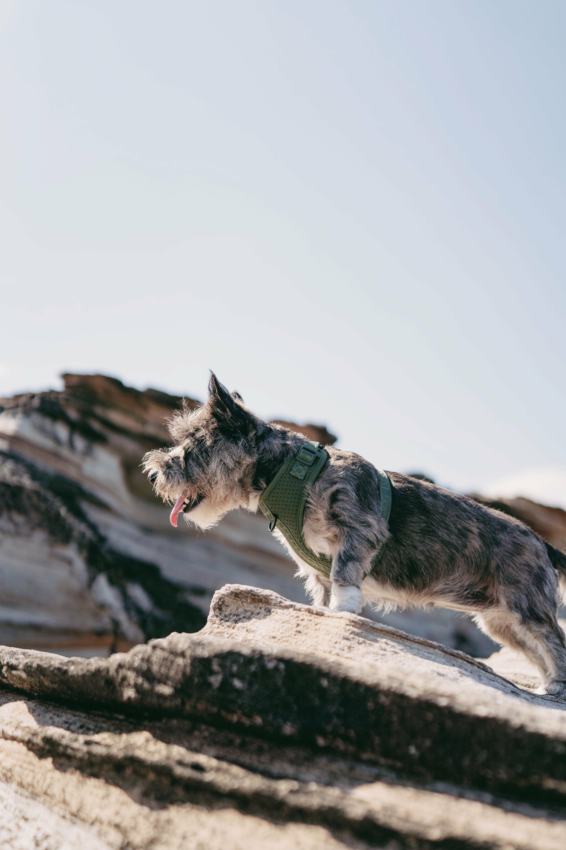 DOOG Neosport Harness