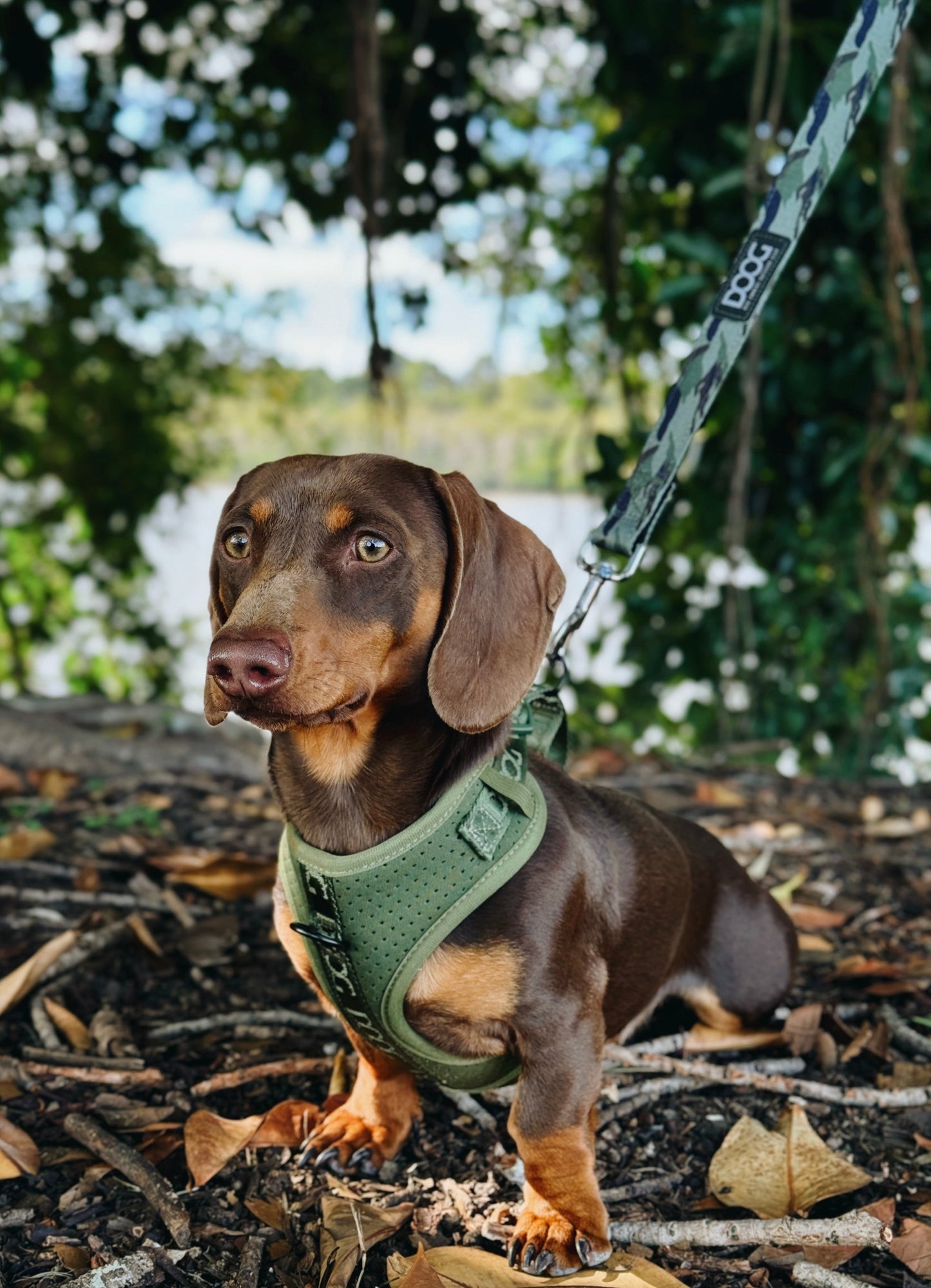 DOOG Neosport Harness