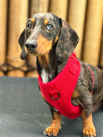 DOOG Neosport Harness