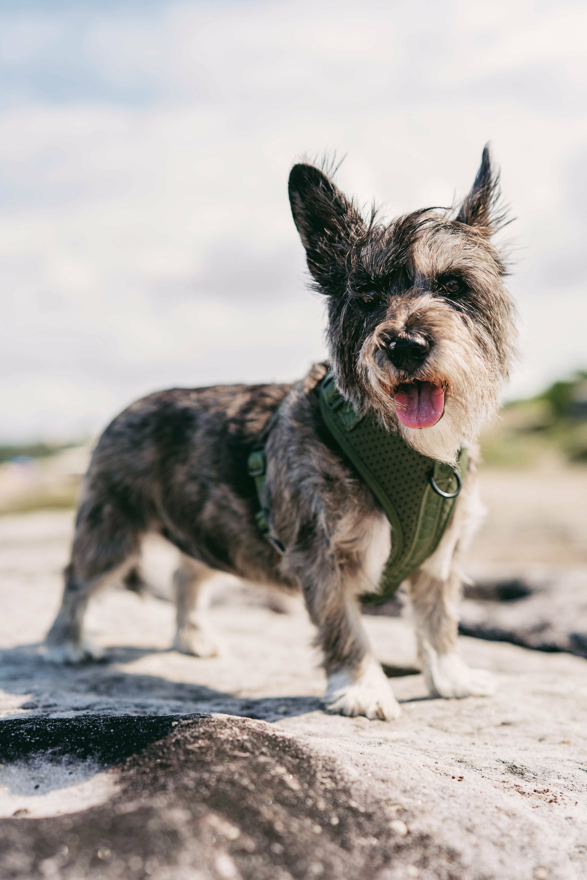 DOOG Neosport Harness