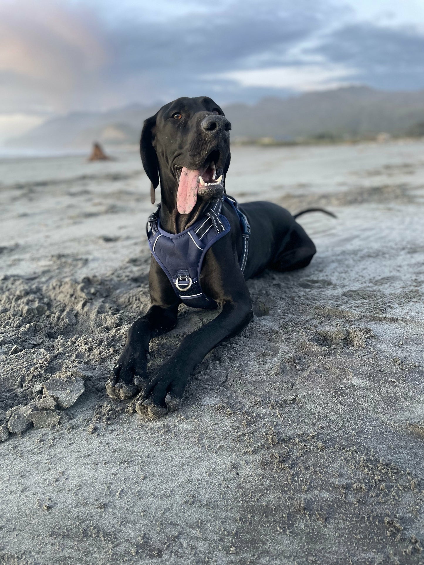 DOOG Neotech Harness
