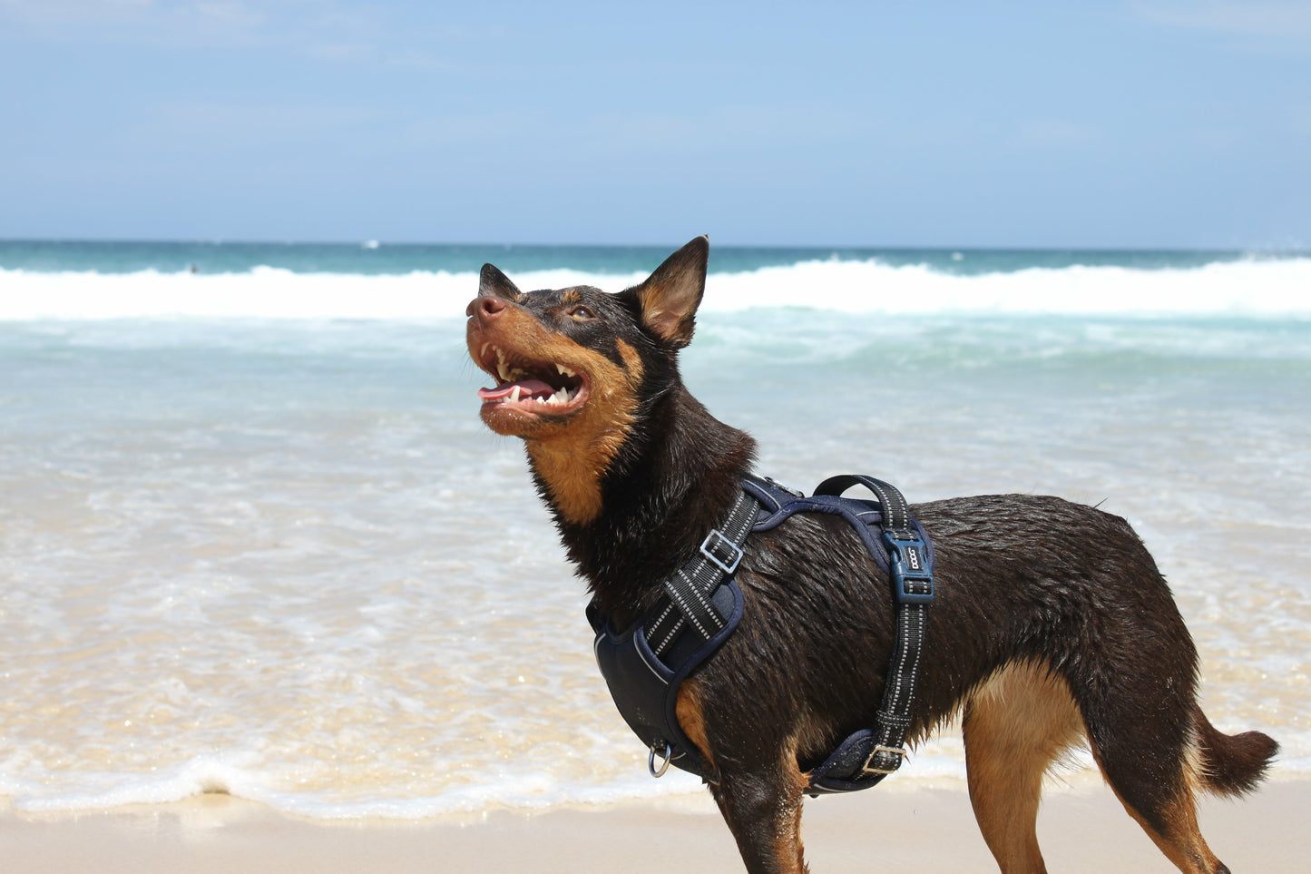 DOOG Neotech Harness