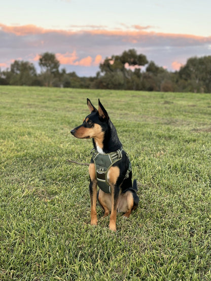 DOOG Neotech Harness