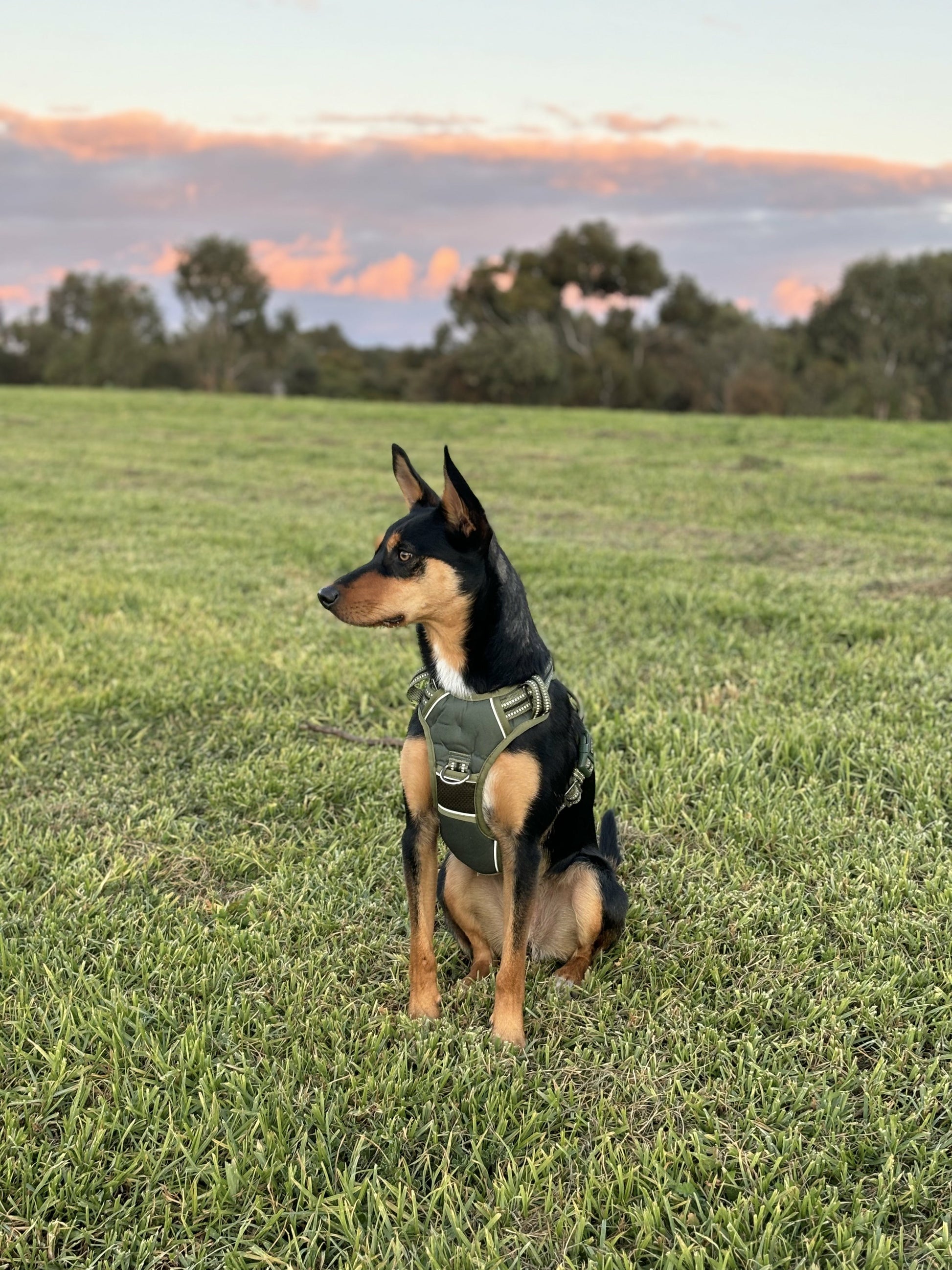 DOOG Neotech Harness