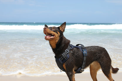 DOOG Neotech Harness