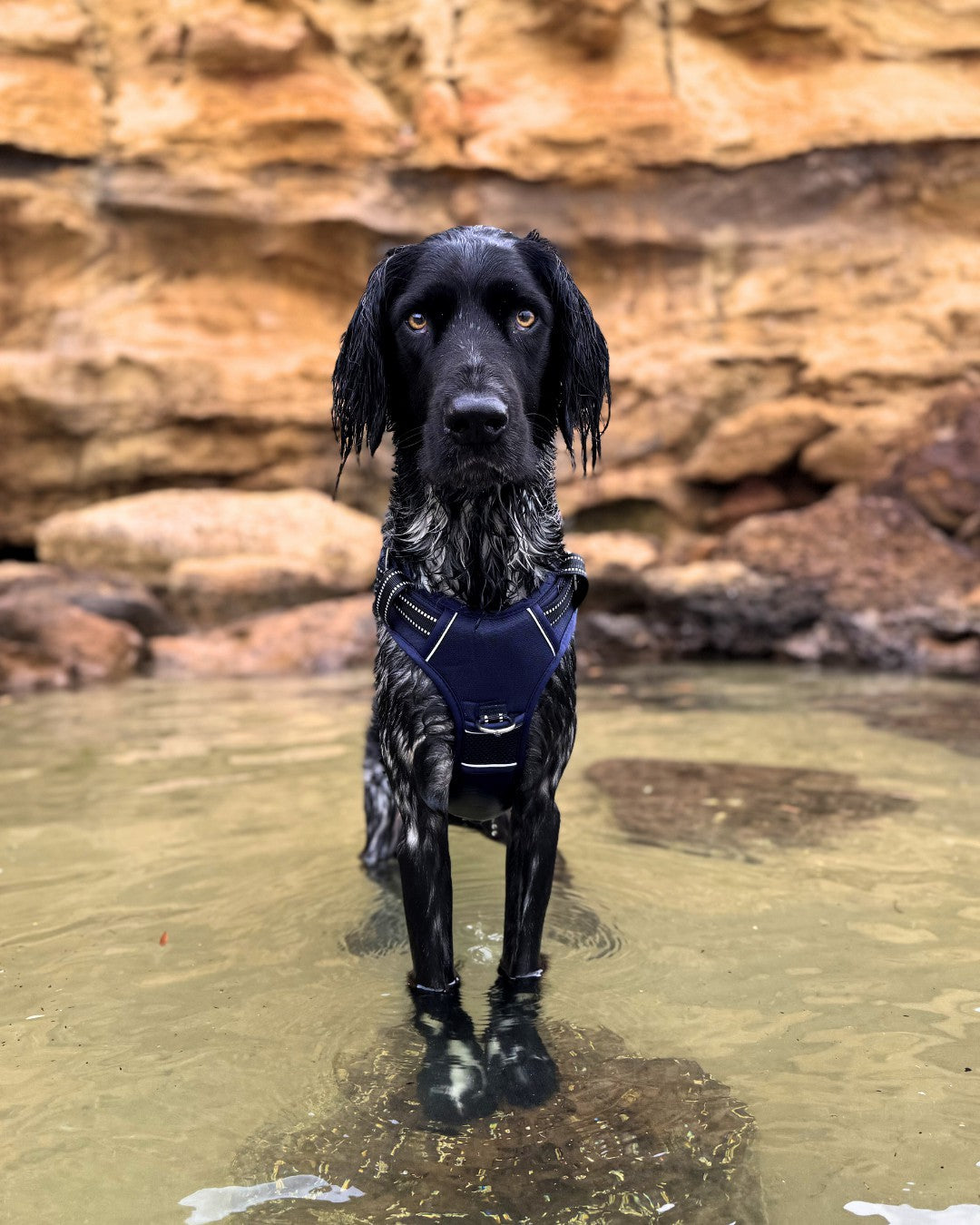 DOOG Neotech Harness