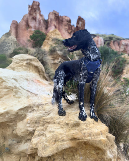 DOOG Neotech Harness