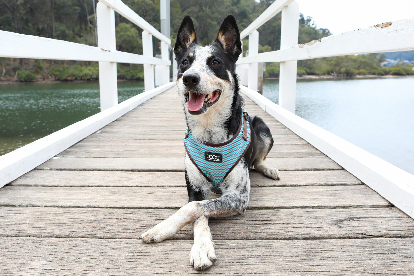 DOOG Neoflex Soft Harness