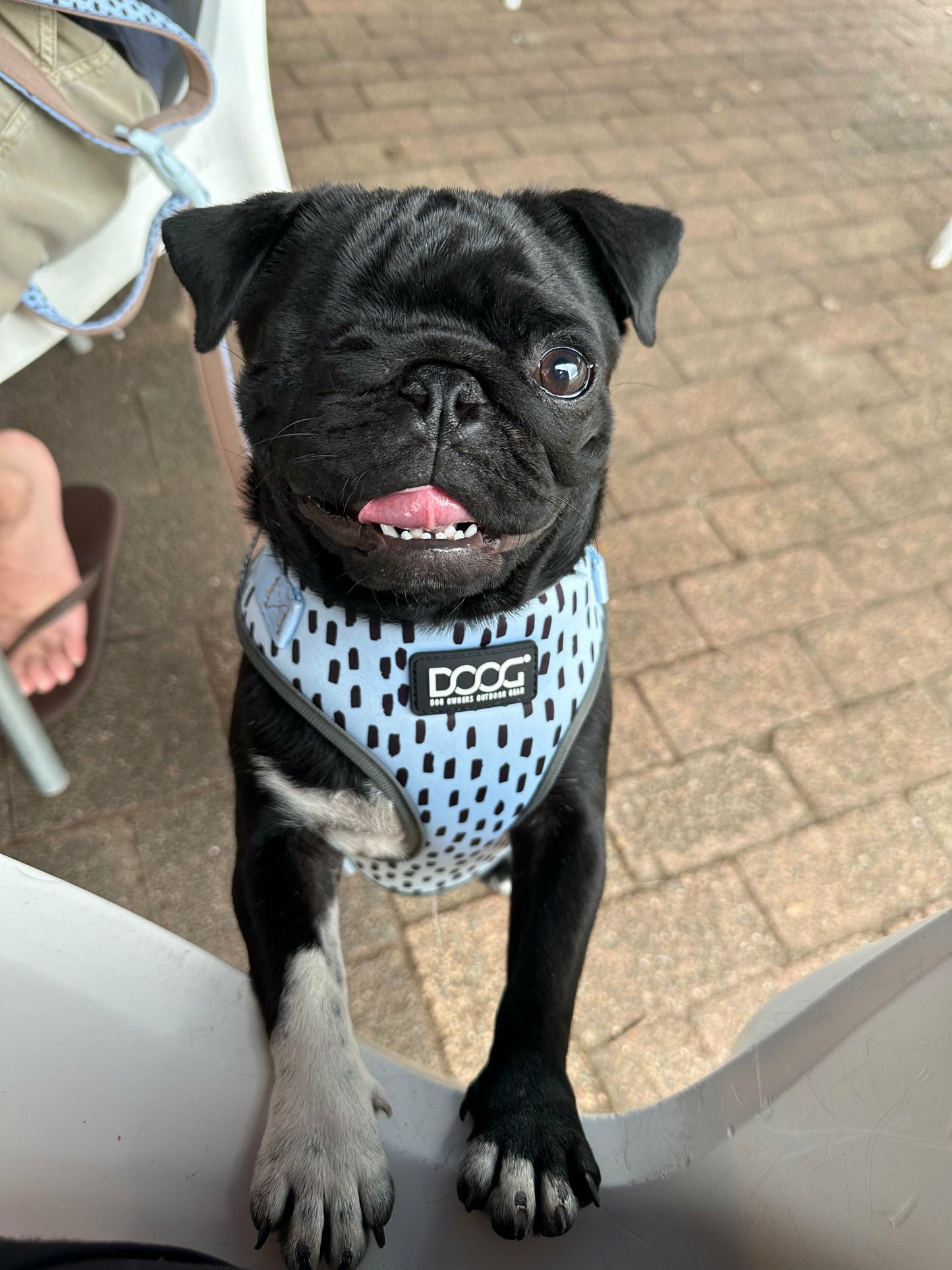 DOOG Neoflex Soft Harness
