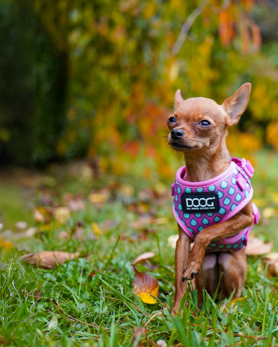 DOOG Neoflex Soft Harness