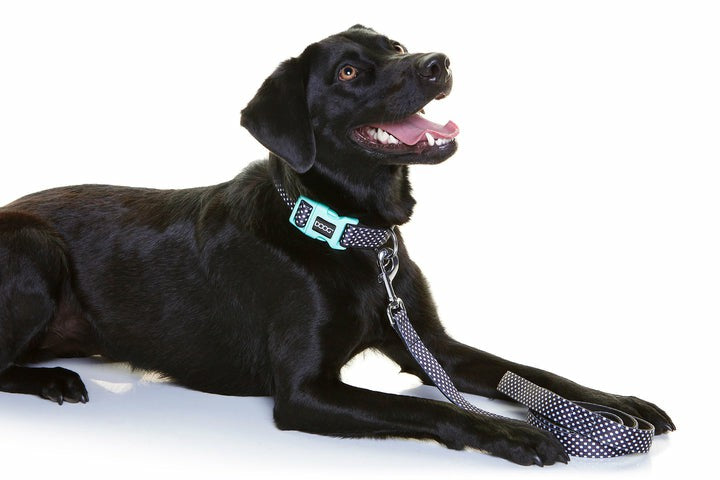 DOOG Neoprene Dog Collar