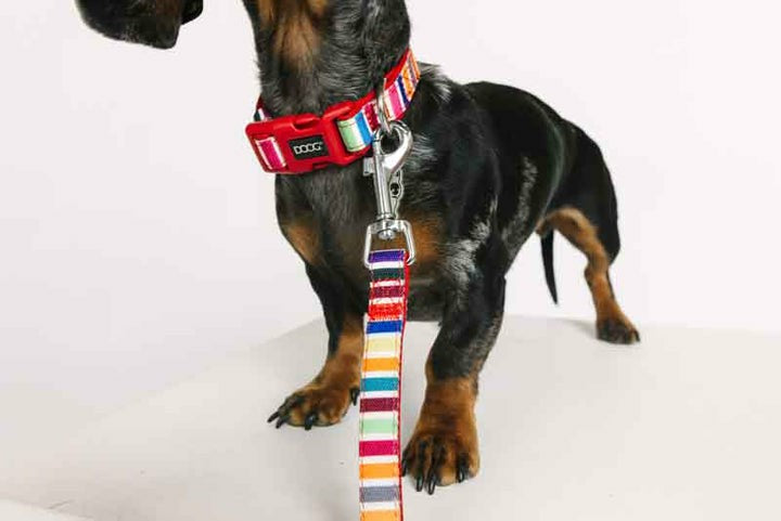 DOOG Neoprene Dog Collar