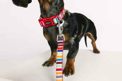 DOOG Neoprene Dog Collar