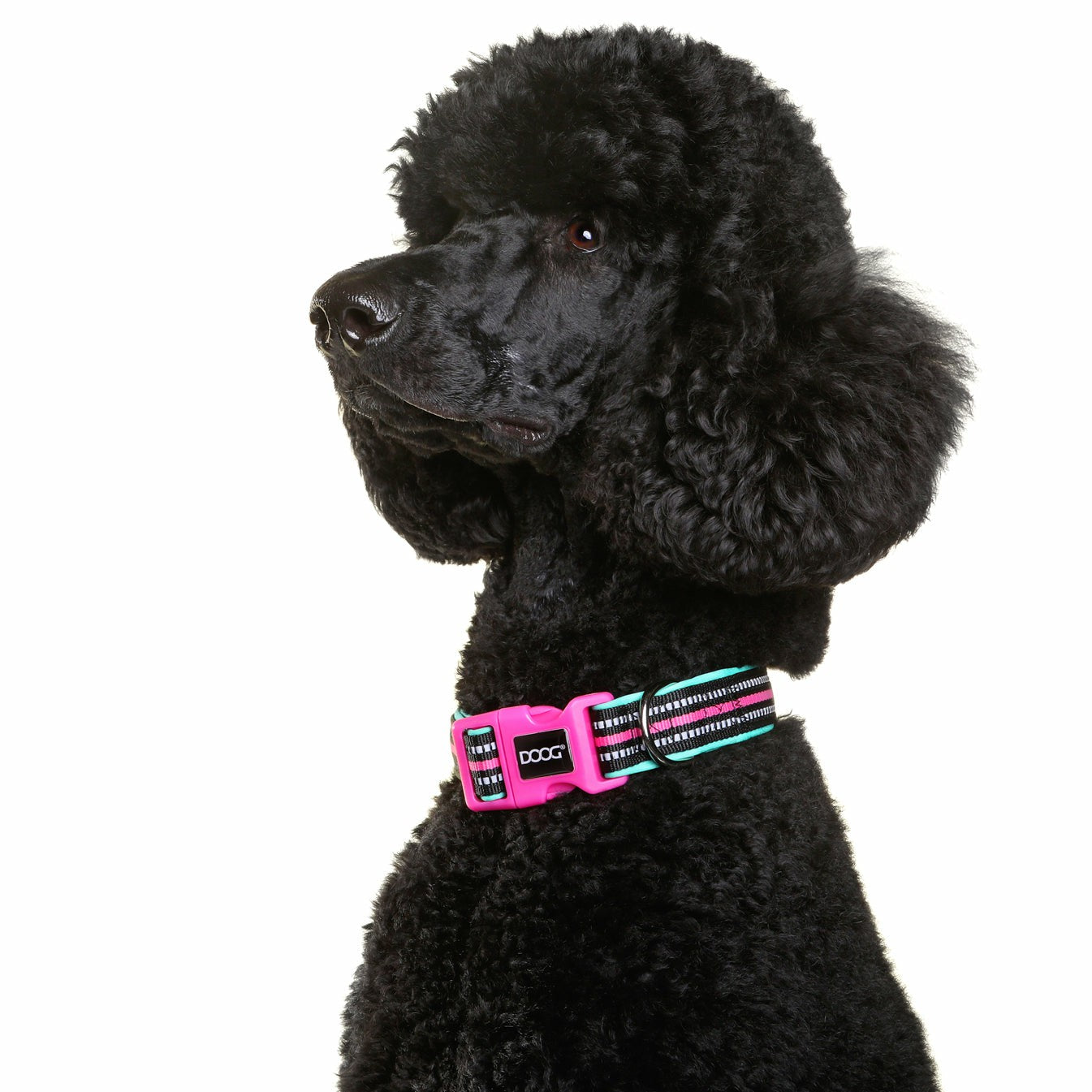 DOOG Neoprene Dog Collar