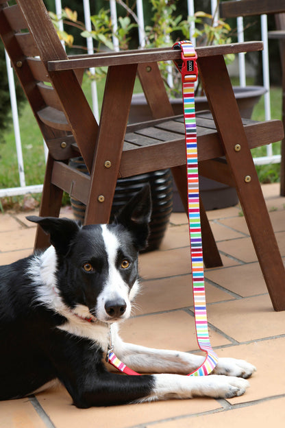 DOOG Clip It' Neoprene Dog Leash