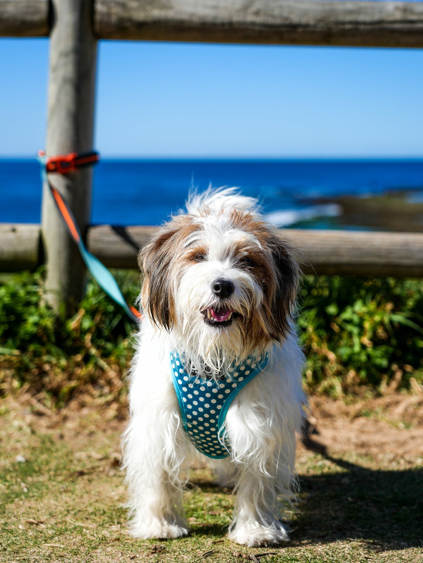 DOOG Clip It' Neoprene Dog Leash