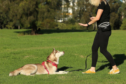 DOOG Dog Training Leash