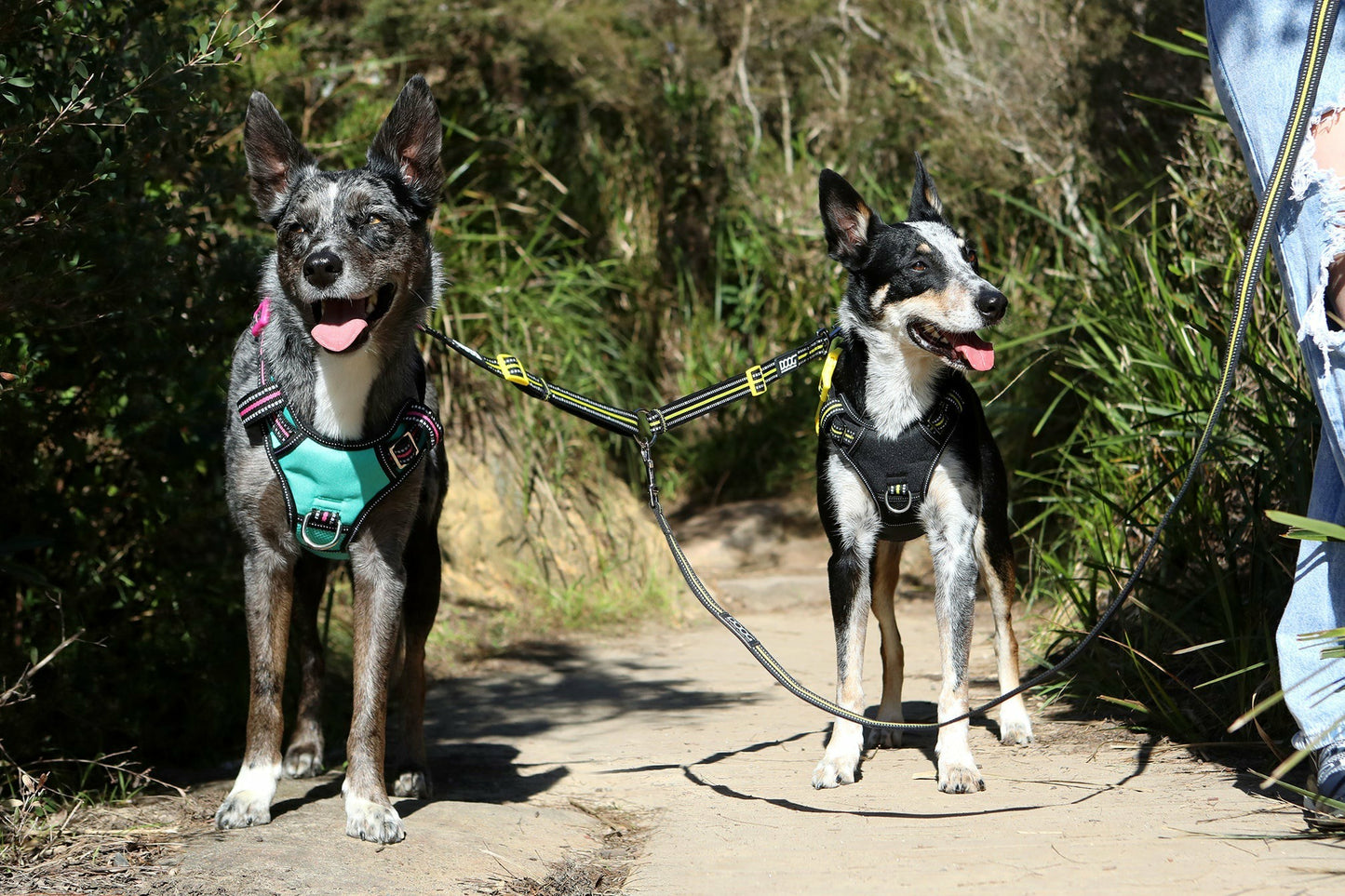 DOOG Dual Walker Lead