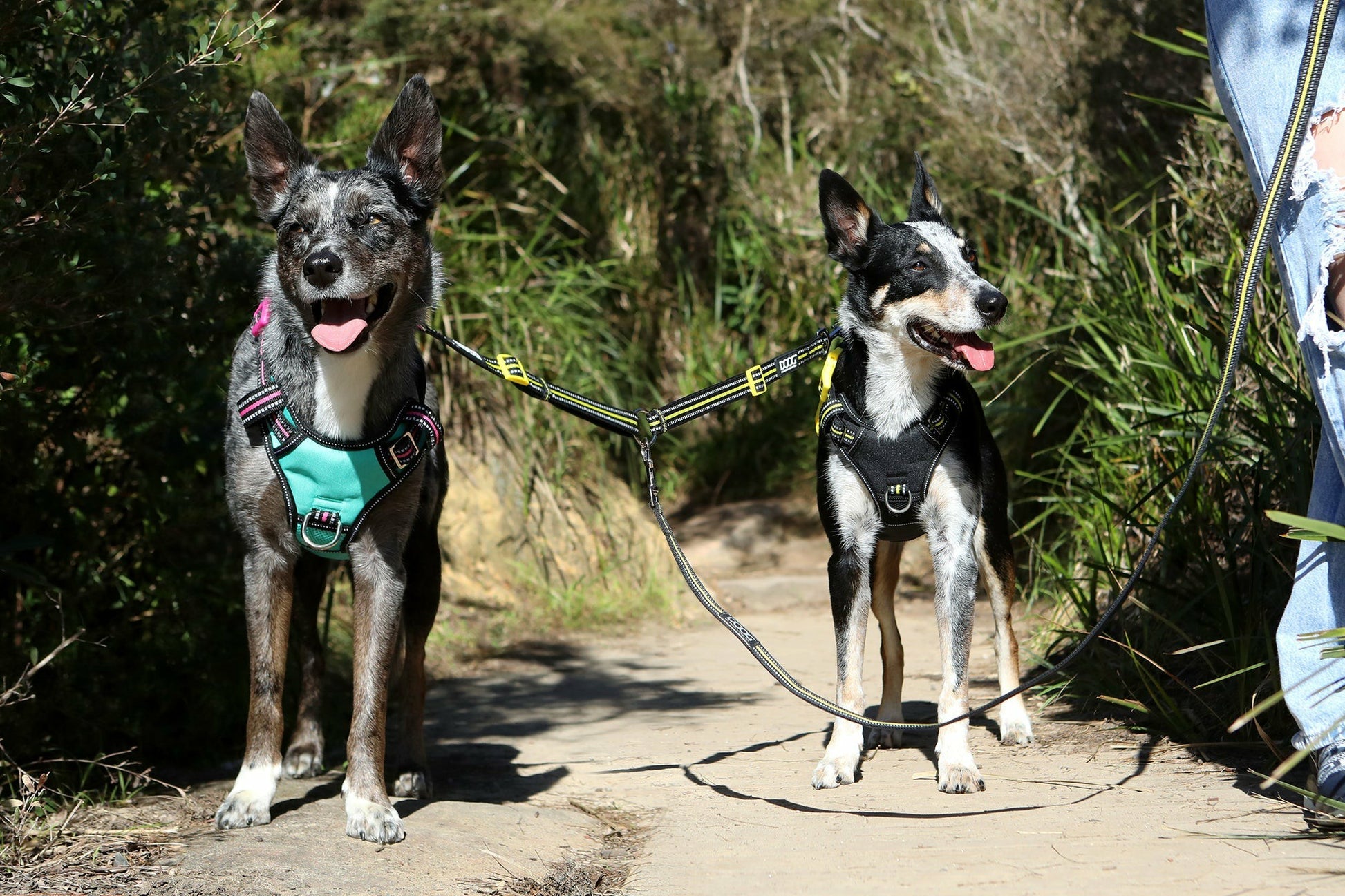 DOOG Dual Walker Lead