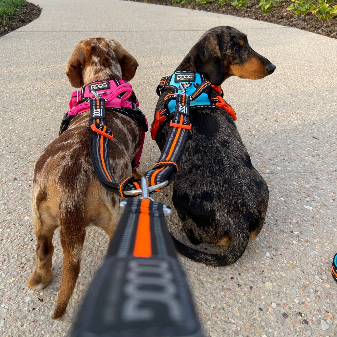 DOOG Dual Walker Lead