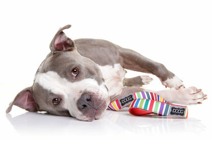 DOOG Neoprene Dog Leash