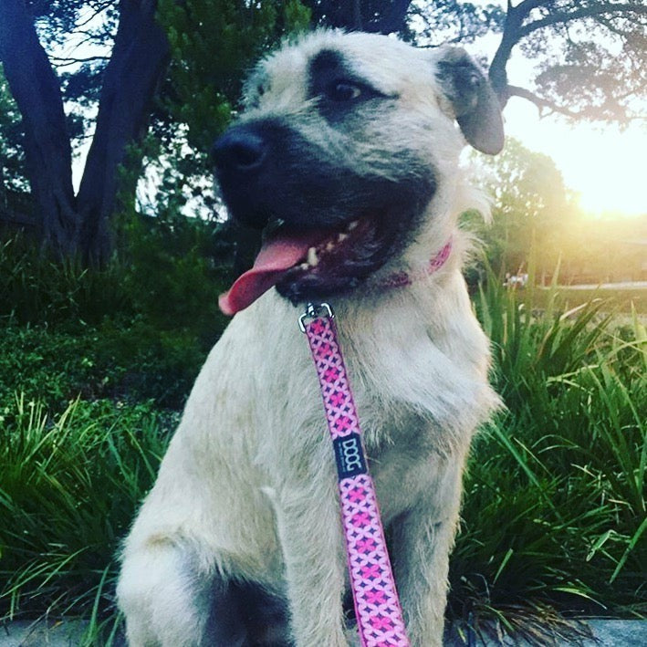 DOOG Neoprene Dog Leash (Multiple Sizes)