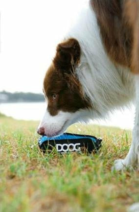 DOOG Foldable Bowl