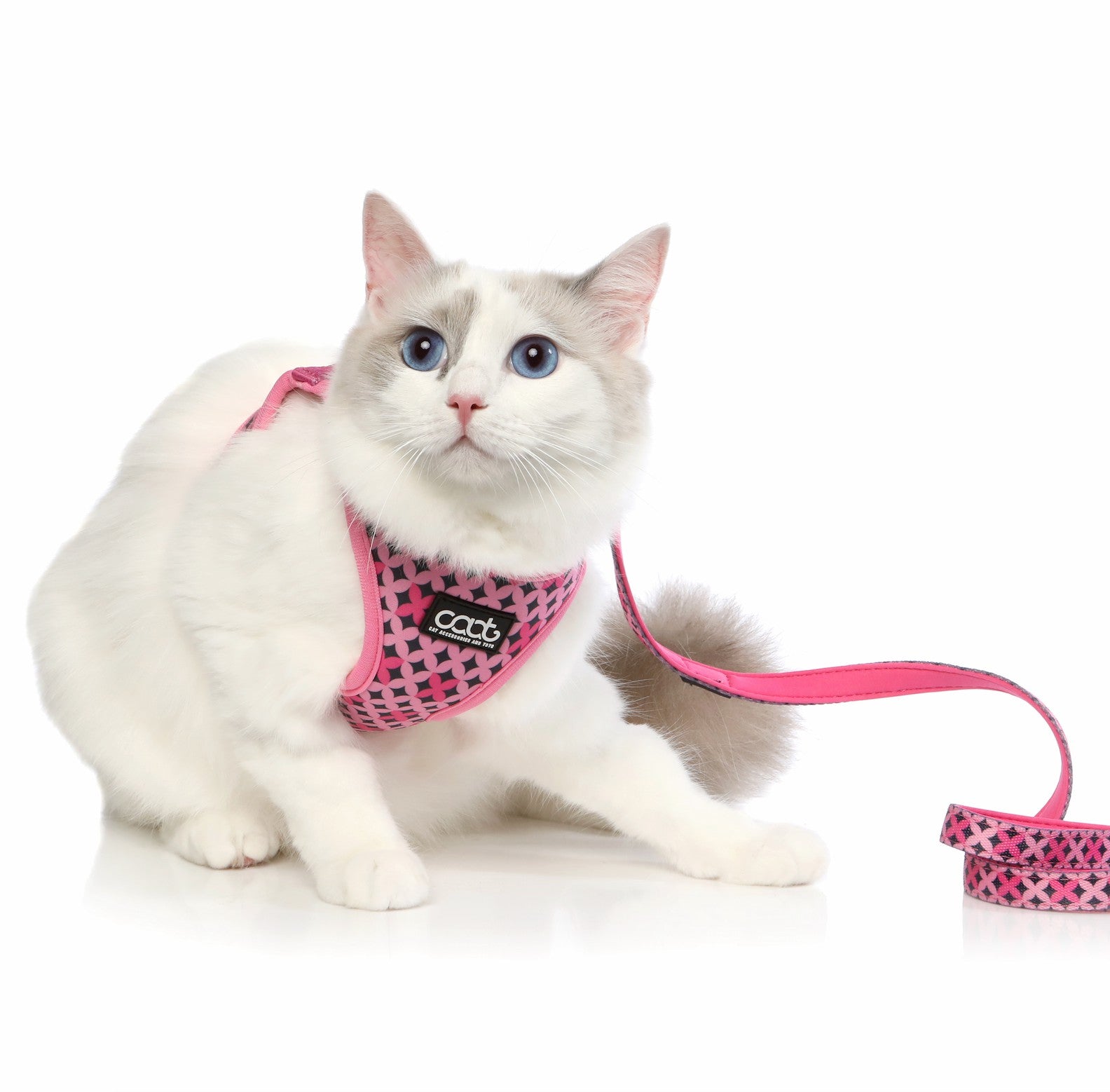 DOOG CAAT Cat Harness & Leash Combo
